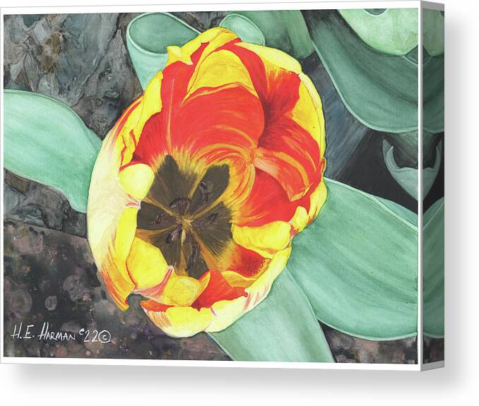 Watercolor Canvas Print featuring the painting Tulip Heart by Heather E Harman