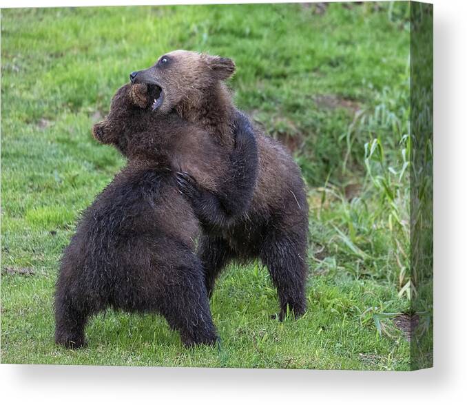 Bear Canvas Print featuring the photograph Two brown bear cubs playing by Mikhail Kokhanchikov