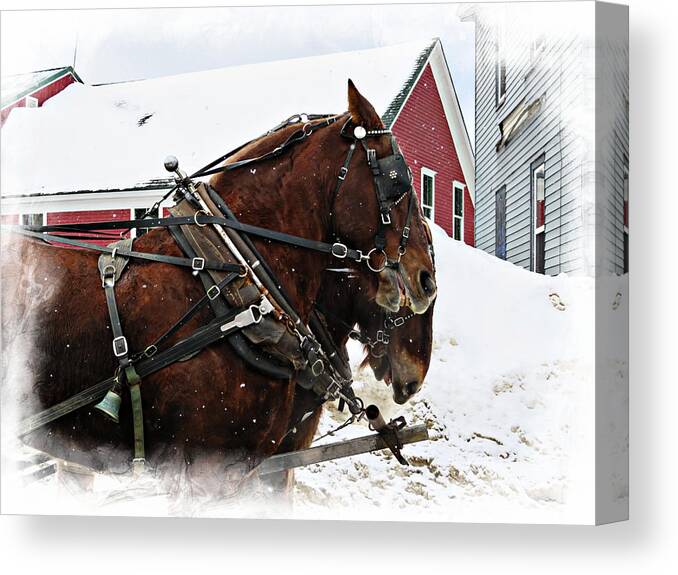 Winter Canvas Print featuring the photograph Two Horses Snow Falling by Russel Considine