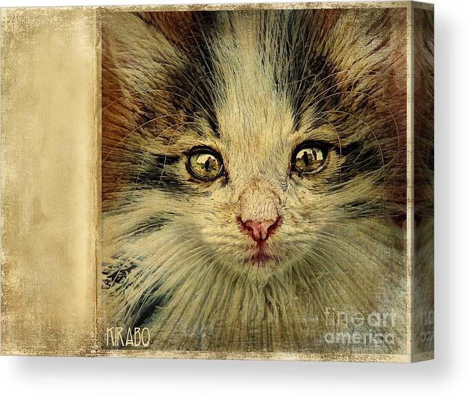 Cat Canvas Print featuring the photograph Untitled 2020-783 by Kira Bodensted