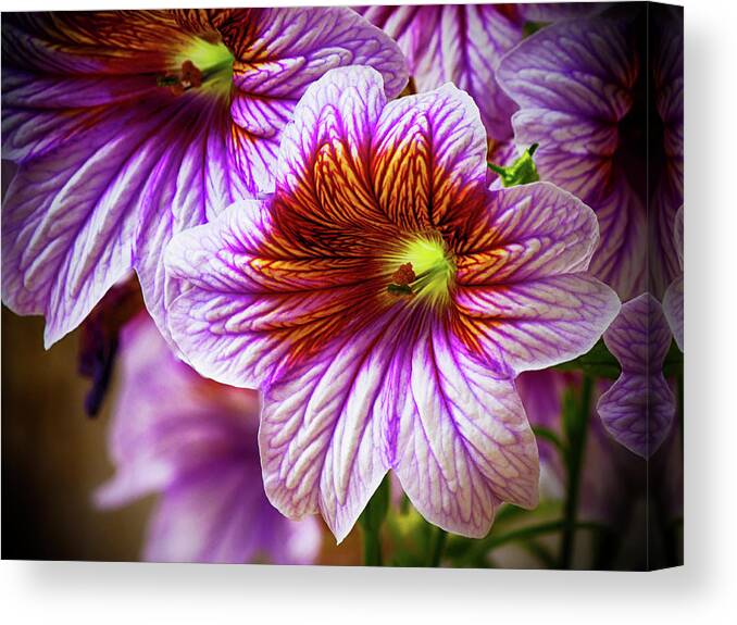 Blooming Canvas Print featuring the photograph Variegated Purple Day Lily by Charles Floyd