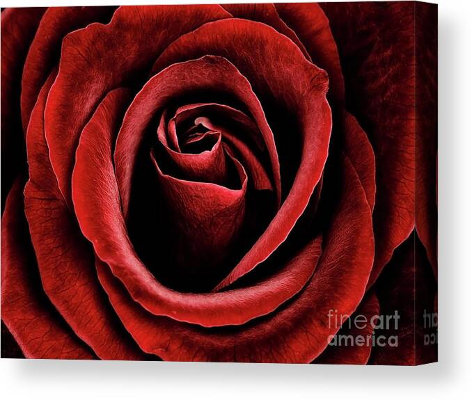 Velvet Red Rose Flower Beauty Beautiful Delightful Shining From Dark Proud Black Fantastic Vivid Vibrant Colour Colourful Color Colorful Poetic Magical Macro Impressive Impression Contrast Floral Still-life Attractive  Canvas Print featuring the photograph Velvet Red Rose by Tatiana Bogracheva