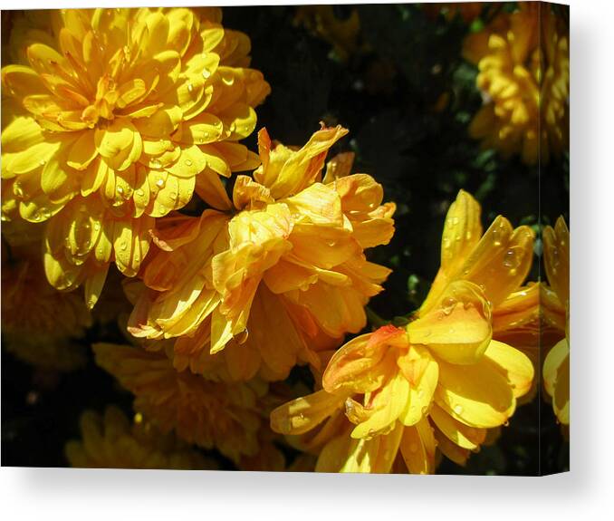 Calendula Officinalis Canvas Print featuring the photograph Very Yellow Marigolds by W Craig Photography