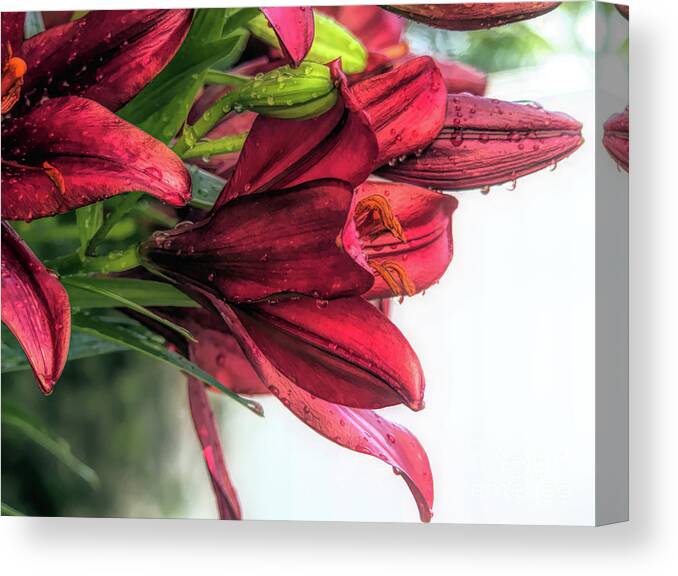 Vibrant Canvas Print featuring the digital art Vibrant Red Asiatic Lilies by Amy Dundon