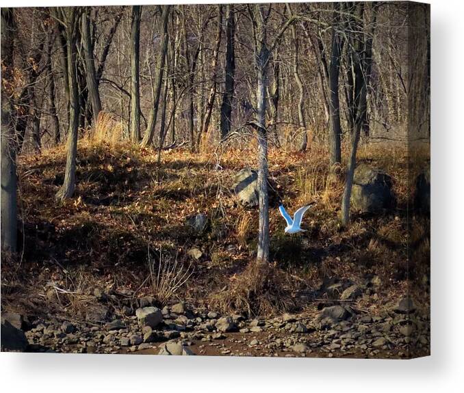 Woods Canvas Print featuring the photograph Visitor in the Woods by Linda Stern