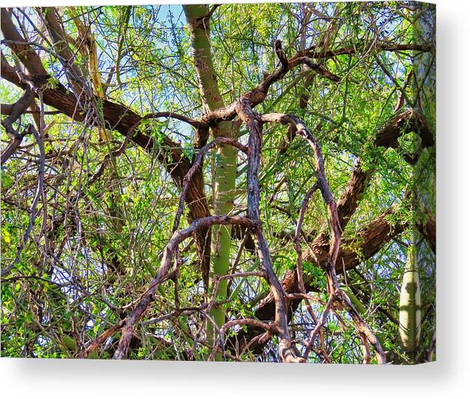 Blessing Canvas Print featuring the photograph Vortex Trees by Judy Kennedy
