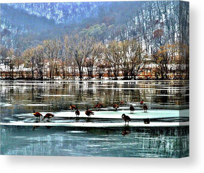 Geese Canvas Print featuring the photograph Walking on Water by Susie Loechler