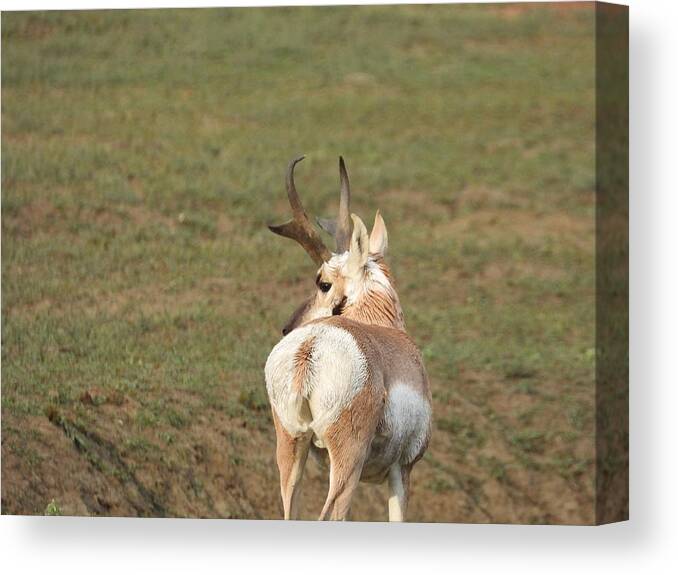 Antelope Canvas Print featuring the photograph Watchful Antelope by Amanda R Wright