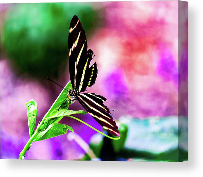 Butterfly Canvas Print featuring the photograph Watercolor Butterfly by Mireyah Wolfe
