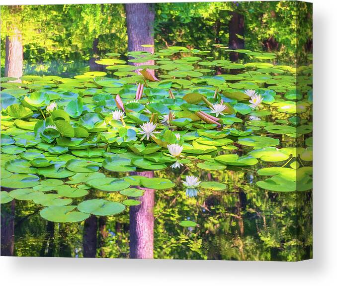 American White Water Lily Canvas Print featuring the photograph Waterlilies and Tree Reflections by Marianne Campolongo