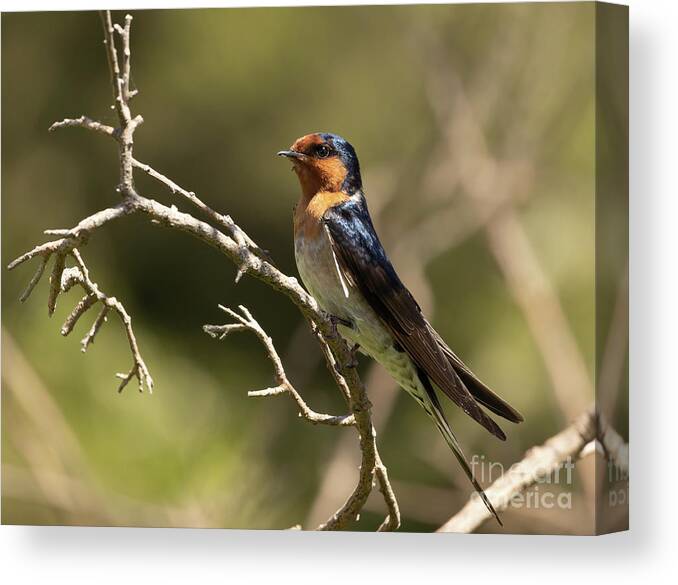 Welcome Swallow Canvas Print featuring the photograph Welcome Swallow by Eva Lechner