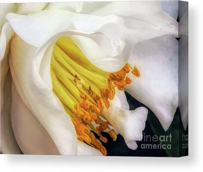 Flower Canvas Print featuring the digital art White Camellia Elegance by Amy Dundon