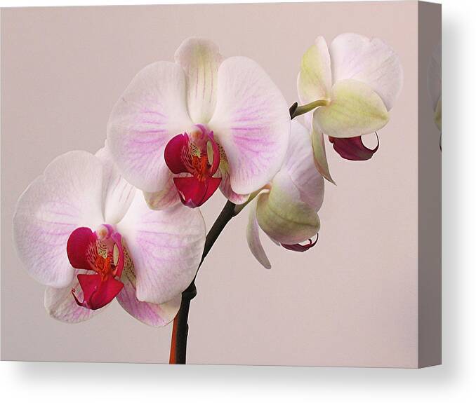 Orchid Canvas Print featuring the photograph White Orchid by Juergen Roth