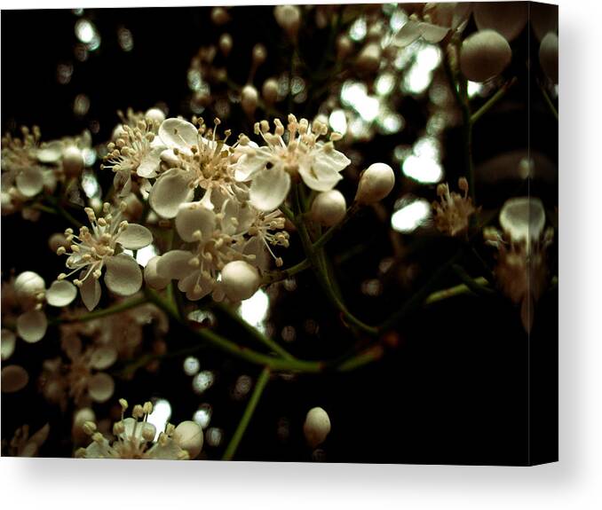 Photinia Canvas Print featuring the photograph White Photinia Flowers by W Craig Photography