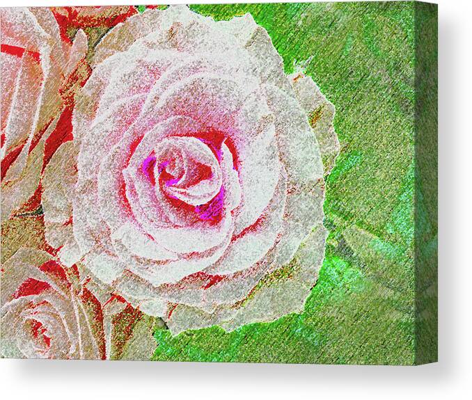 Rose Canvas Print featuring the photograph White Rose in Pink and Green by Corinne Carroll