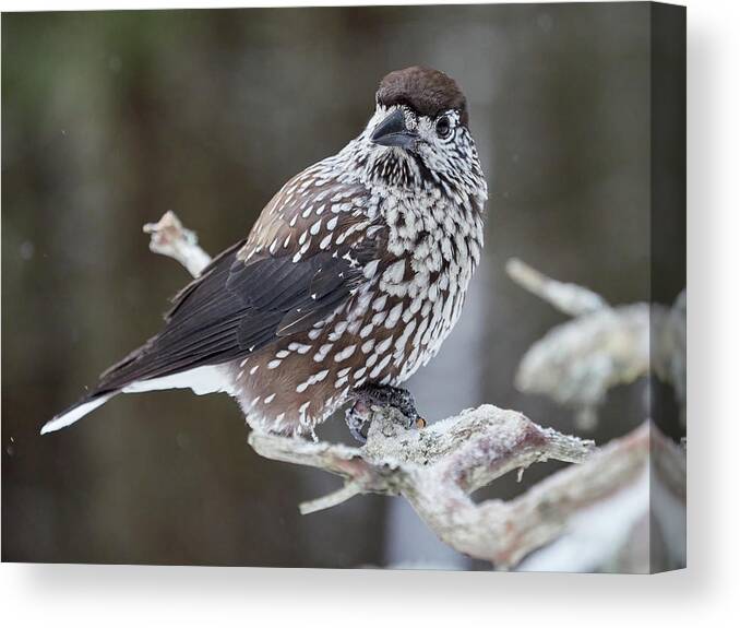 Finland Canvas Print featuring the photograph Whole and close. Spotted nutcracker by Jouko Lehto