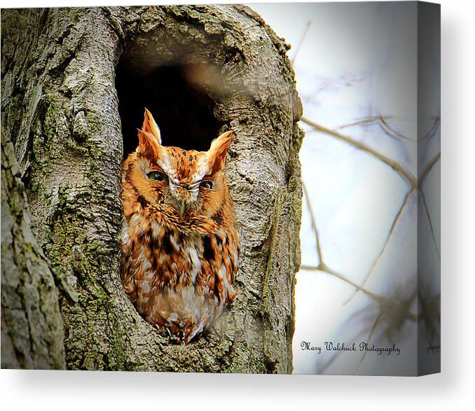 Eastern Screech Owl Red Morph Canvas Print featuring the photograph Whooo are You by Mary Walchuck