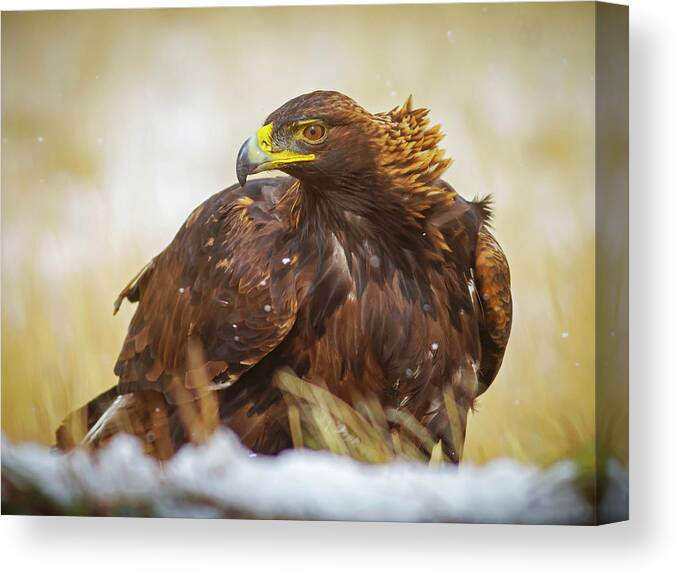 Eagle Canvas Print featuring the photograph Wild Golden Eagle Portriat by Mark Miller