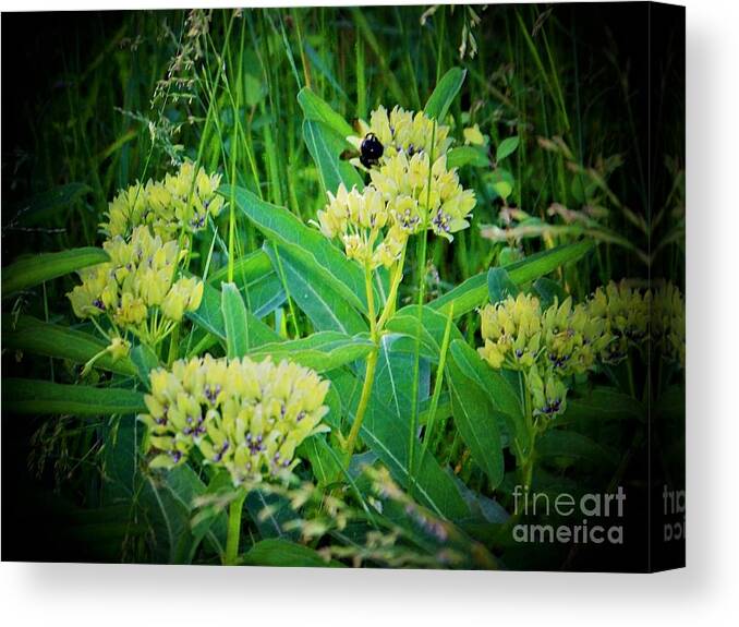  Canvas Print featuring the photograph Wildflower Surprise by Shirley Moravec