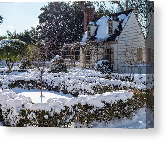 Colonialwilliamsburg Canvas Print featuring the photograph Winter Garden by Rachel Morrison