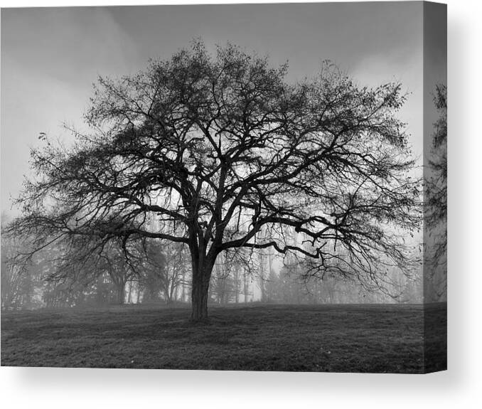 Winter Canvas Print featuring the photograph Winter Morning Tree Silhouette BW by Jerry Abbott
