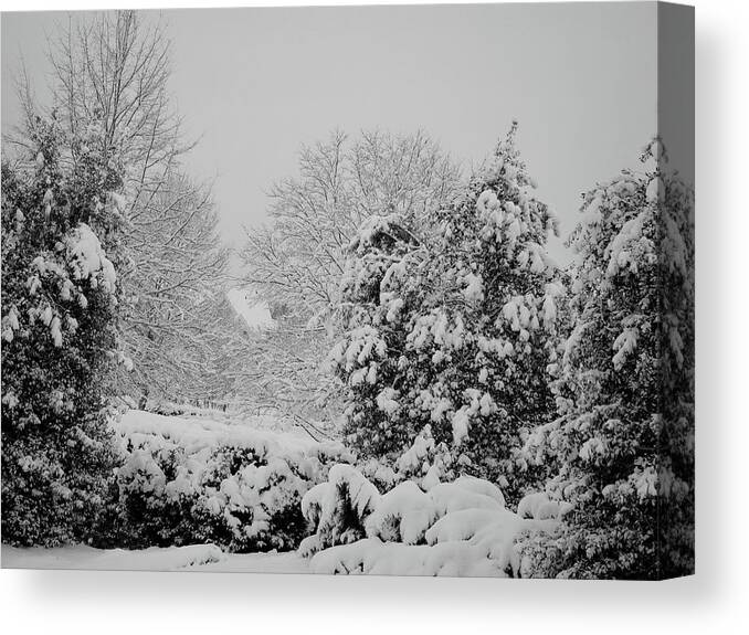 Landscape Canvas Print featuring the photograph Winter Wonderland by Carol Whaley Addassi