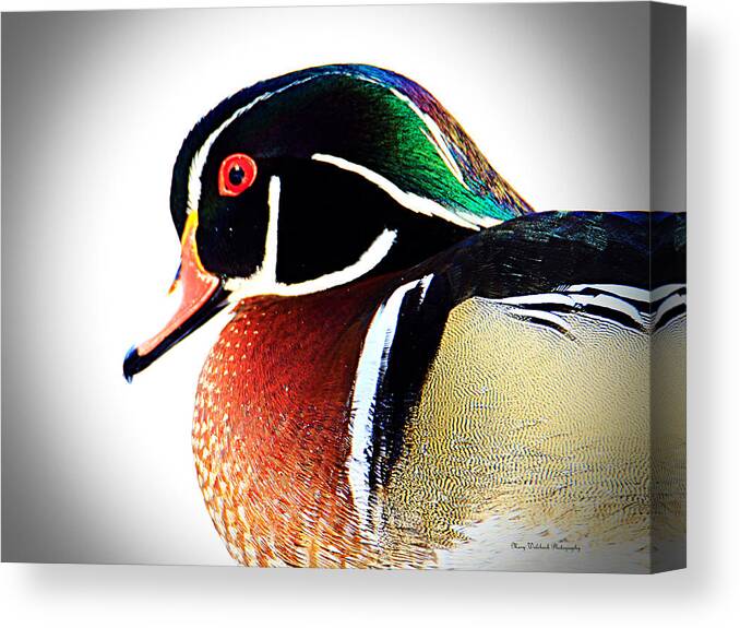Wood Duck Canvas Print featuring the photograph Wood Duck Close Up by Mary Walchuck
