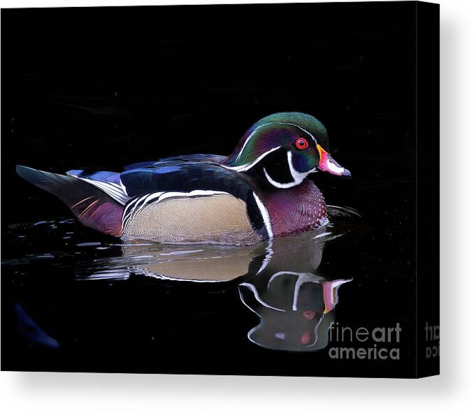 Ducks Canvas Print featuring the photograph Tranquil Wood Duck by Chris Scroggins