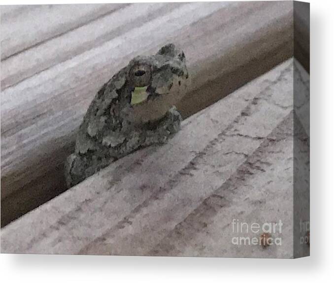 Wood Frog Canvas Print featuring the photograph Back Porch Wood Frog Lateral by Mary Kobet