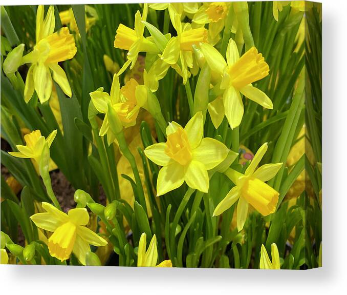 Karen Zuk Rosenblatt Canvas Print featuring the photograph Yellow Daffodils by Karen Zuk Rosenblatt