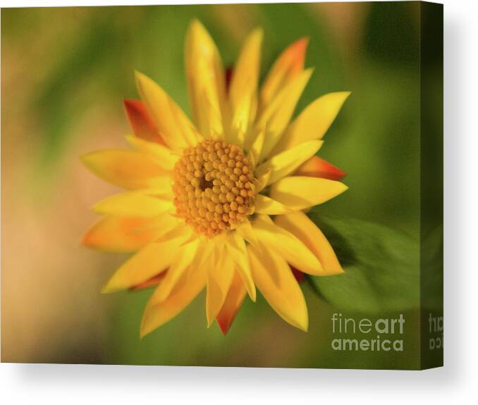 Color Canvas Print featuring the photograph Yellow Flower 2 by Dorothy Lee