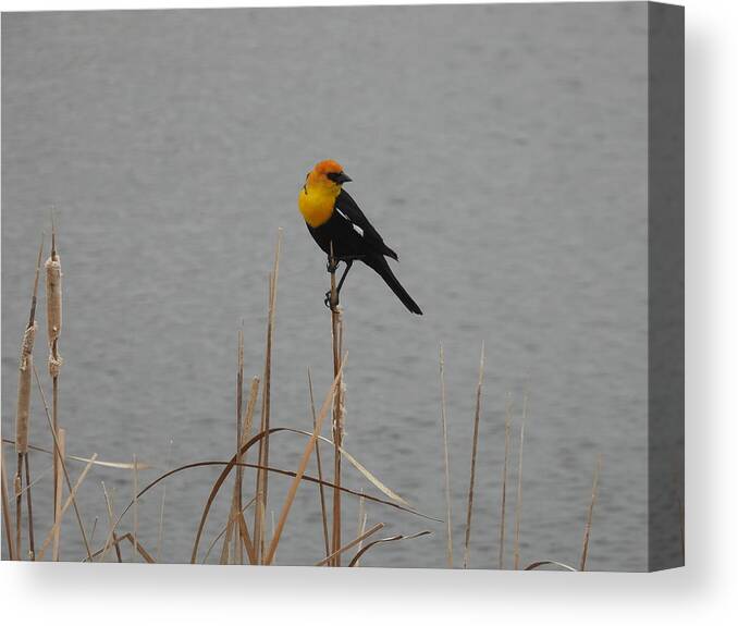 Black Bird Canvas Print featuring the photograph Yellow Headed Black Bird 2 by Amanda R Wright