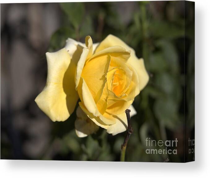 Botanical Canvas Print featuring the photograph Yellow Rose Speaks by Richard Thomas