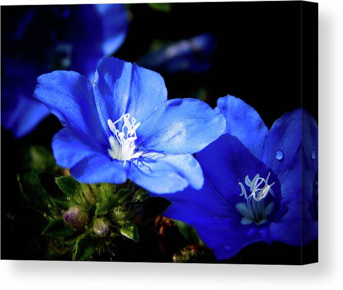 Blue Canvas Print featuring the photograph You Blue My Mind by Gena Herro