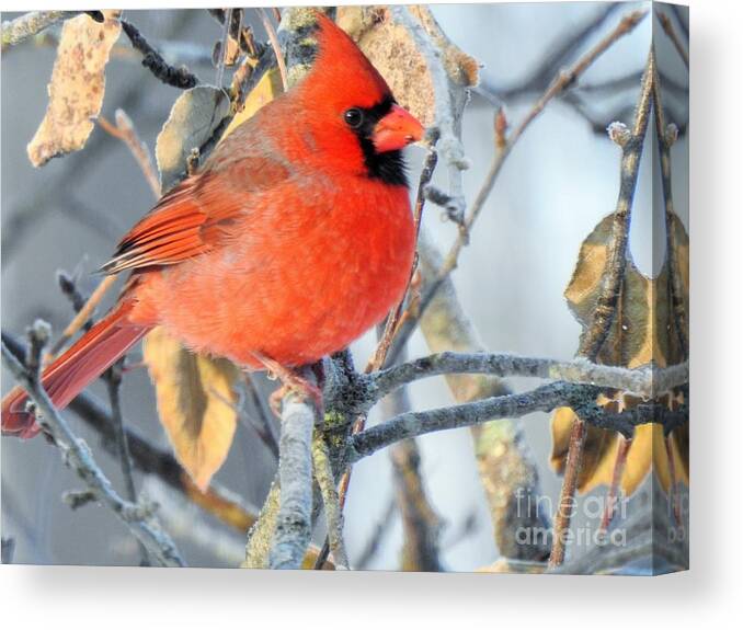 Male Canvas Print featuring the photograph Young Male Cardinal by Eunice Miller