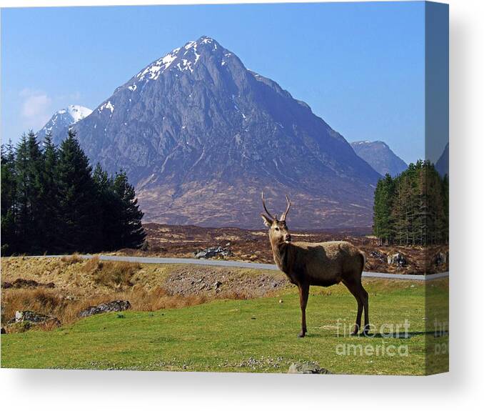 Glencoe Canvas Print featuring the photograph A young Red Deer Stag in Glencoe by Phil Banks