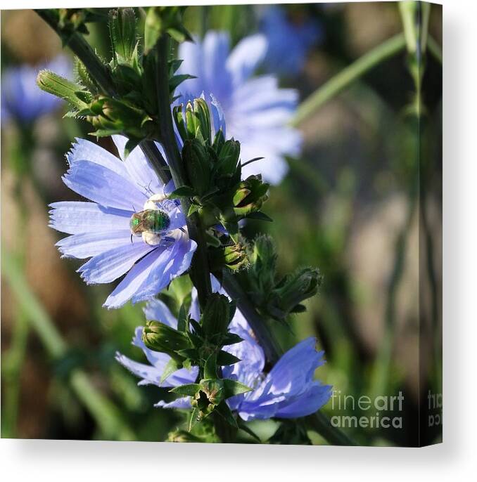 Chicory Canvas Print featuring the photograph Chicory Blue by J L Zarek