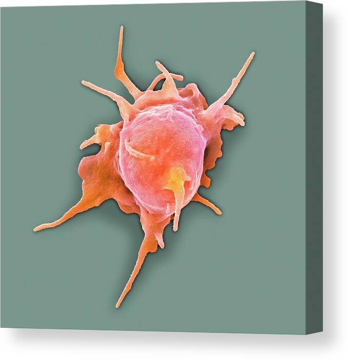 Cell Canvas Print featuring the photograph Blood Platelet #1 by Science Photo Library