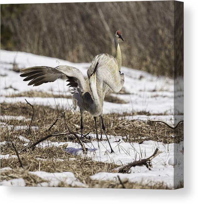 Courting Sandhill Cranes Canvas Print featuring the photograph Dancing Crane #2 by Thomas Young