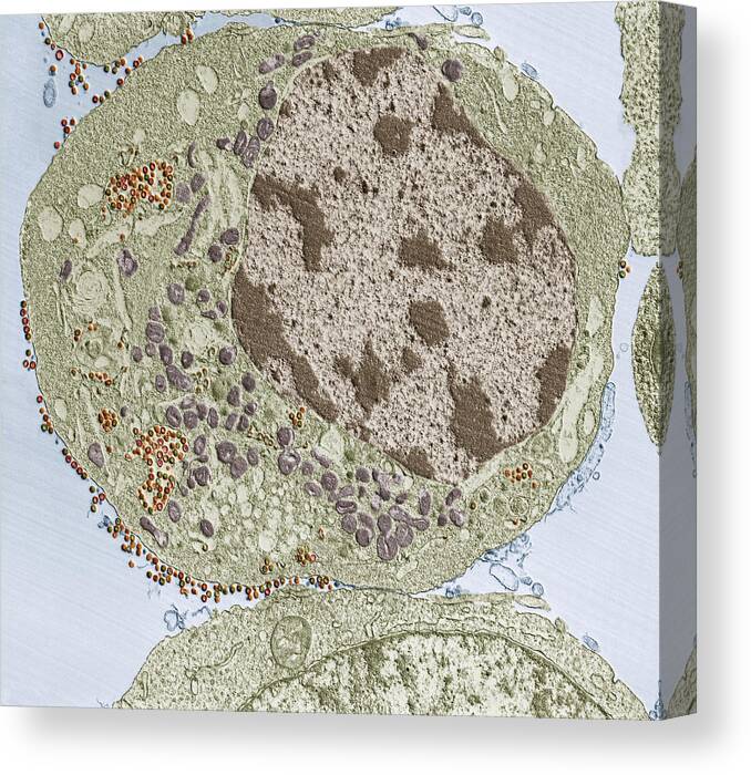 Hiv Virion Canvas Print featuring the photograph Human Immunodeficiency Virus Hiv, Tem #1 by Eye of Science