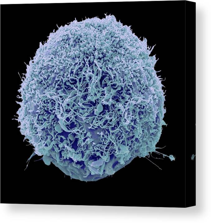 Scanning Electron Micrograph Canvas Print featuring the photograph Mesenchymal stem cell, SEM #1 by Science Photo Library