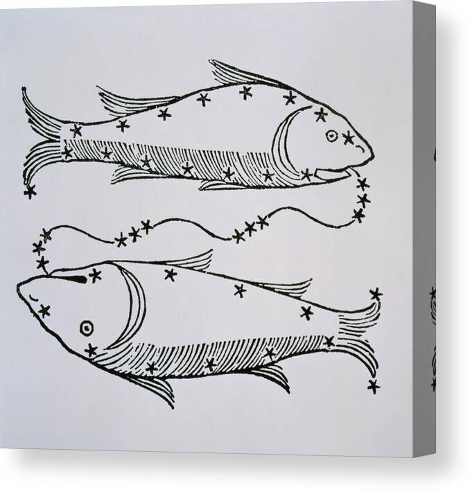 Pisces Canvas Print featuring the drawing Pisces by Italian School