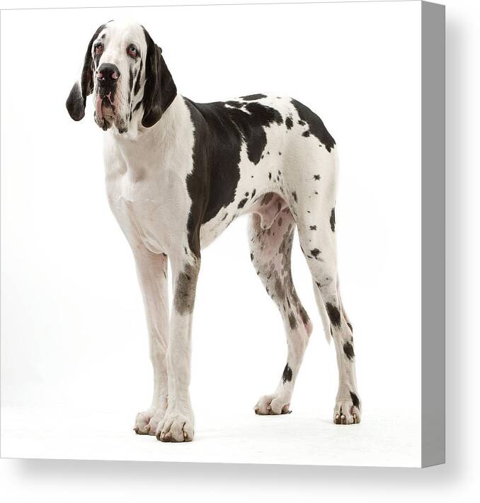 Dog Canvas Print featuring the photograph Harlequin Great Dane #2 by Jean-Michel Labat