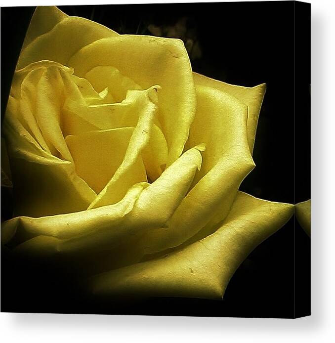 Flora Canvas Print featuring the photograph A Rose for You by Bruce Bley