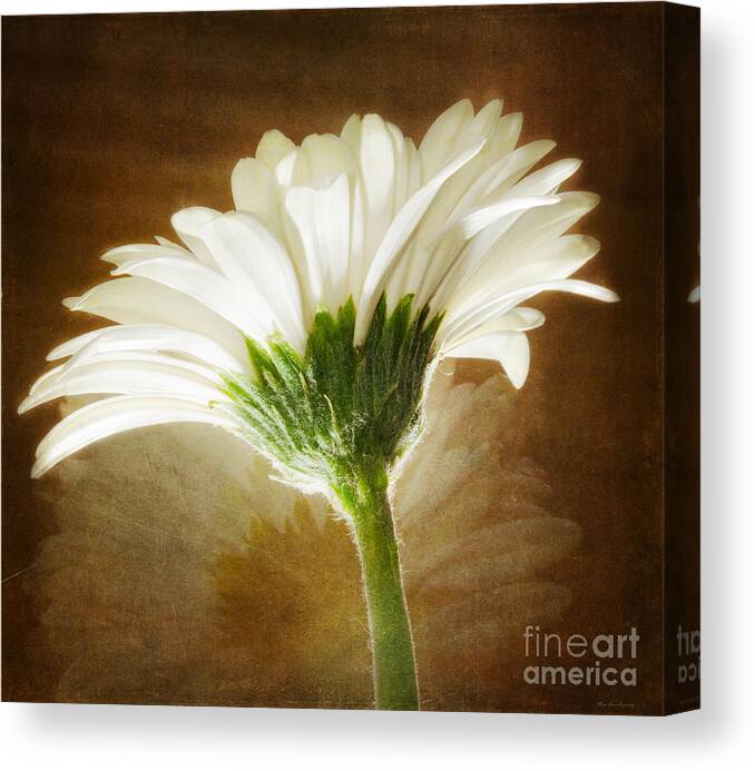 Vintage Canvas Print featuring the photograph A White Gerber Daisy Against a Vintage Backdrop by Mary Jane Armstrong