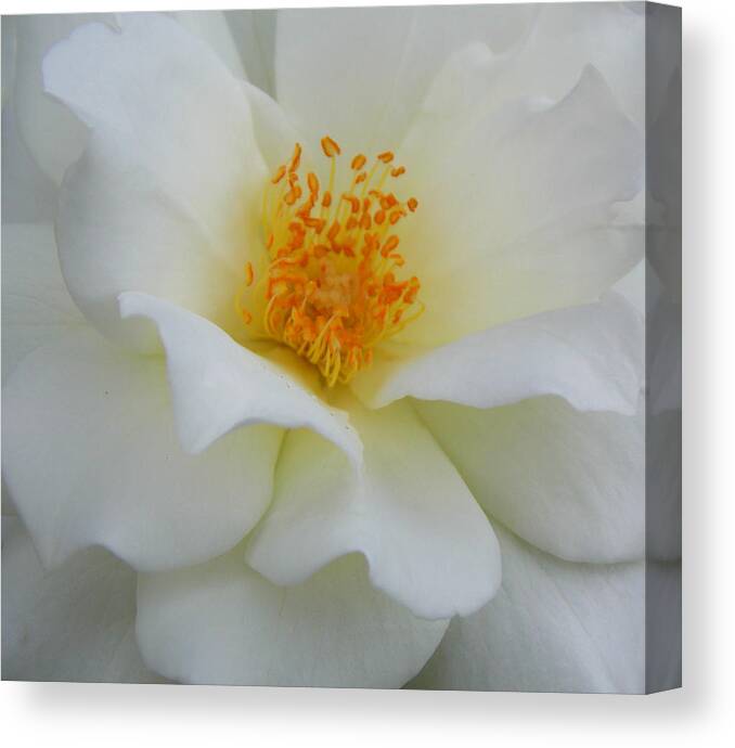 White Rose Canvas Print featuring the photograph Angelic Rose 1 by Sheri McLeroy