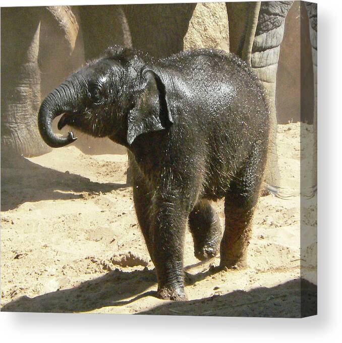 Baby Elephant Canvas Print featuring the photograph Baby Asian Elephant by Margaret Saheed