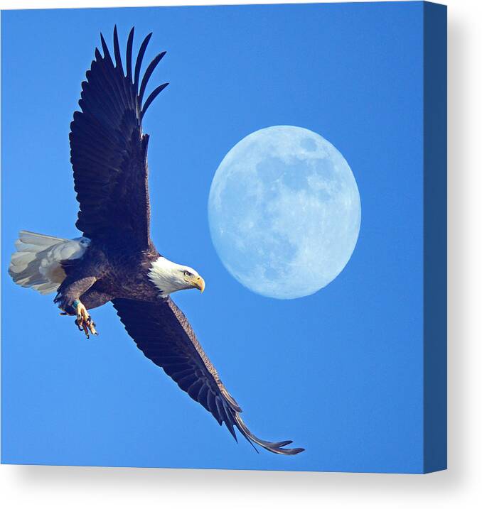 Bald Eagle And Full Moon Canvas Print featuring the photograph Bald Eagle and Full Moon by Raymond Salani III