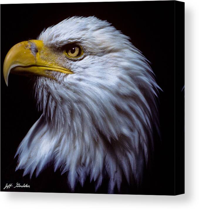 Animal Canvas Print featuring the photograph Bald Eagle by Jeff Goulden