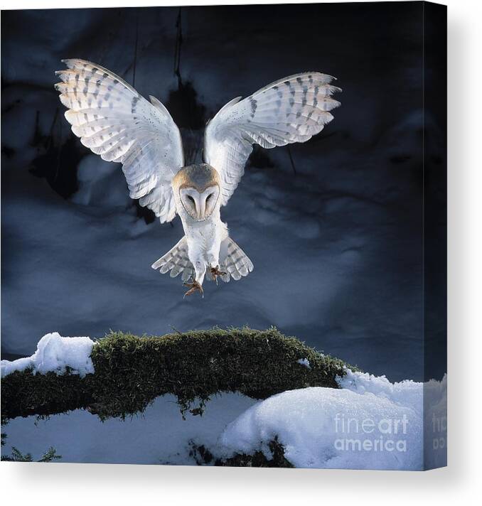 Bird Canvas Print featuring the photograph Barn Owl Landing by Manfred Danegger